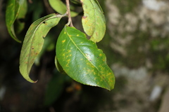 Celastrus subspicatus