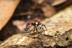 Maratus volans