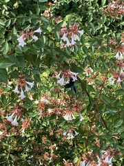 Xylocopa violacea