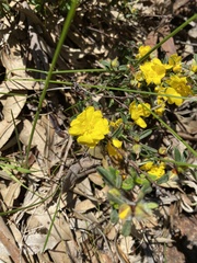 Hibbertia hypericoides