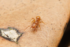 Tetramorium simillimum