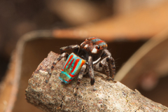 Maratus volans