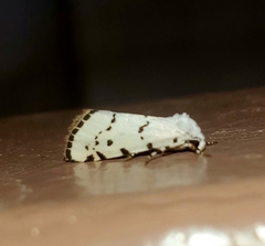 Grotella binda