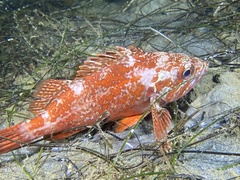 Sebastes miniatus