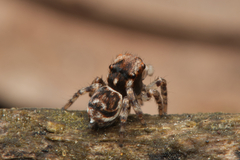 Maratus