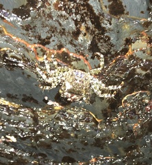 Pachygrapsus