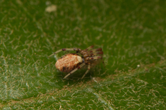 Araneoidea