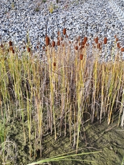 Typha laxmannii