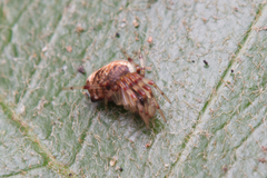 Araneoidea