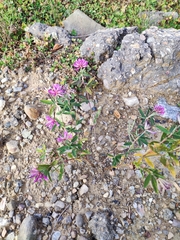 Trifolium lupinaster