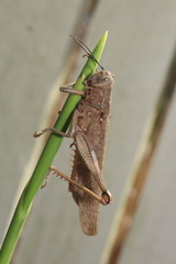 Valanga irregularis