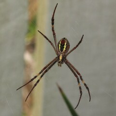 Argiope keyserlingi