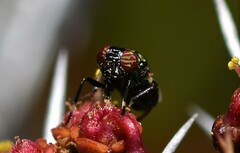 Physiphora alceae