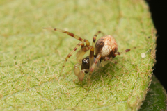 Araneoidea