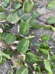 Alysicarpus ovalifolius