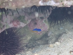 Mecaenichthys immaculatus