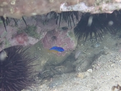 Mecaenichthys immaculatus