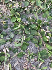 Alysicarpus ovalifolius