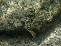 Tetractenos glaber