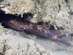Sebastes auriculatus