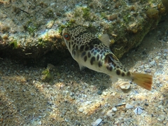 Tetractenos glaber