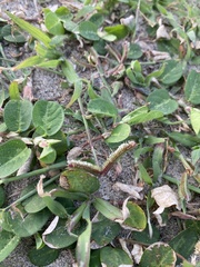 Alysicarpus ovalifolius