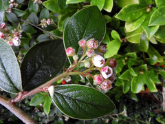 Cotoneaster