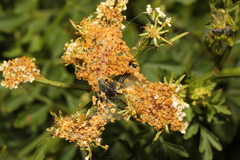 Depressaria daucella