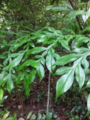 Amorphophallus paeoniifolius