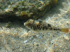 Tetractenos glaber