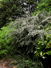 Cotoneaster