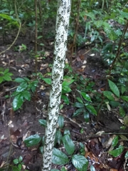 Amorphophallus paeoniifolius