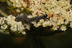 Depressaria daucella