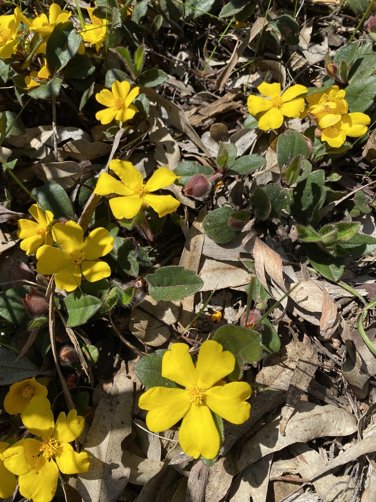 Hibbertia lasiopus