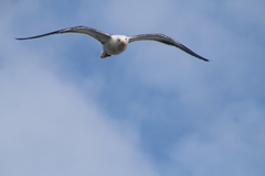 Larus pacificus