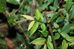 Pilidiostigma glabrum