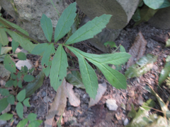 Serratula coronata insularis