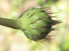 Serratula coronata insularis