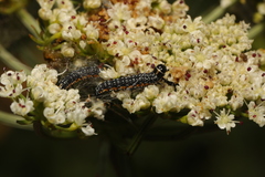 Depressaria daucella