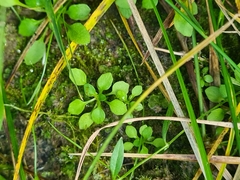 Androsace filiformis