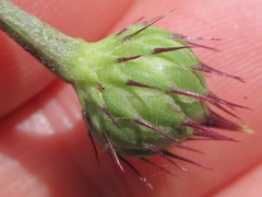 Serratula coronata insularis