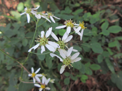 Aster scaber