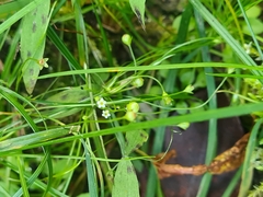 Androsace filiformis