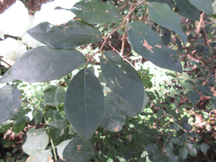 Lindera glauca