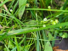 Androsace filiformis