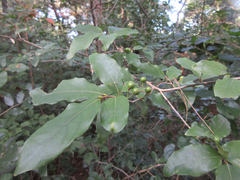 Lindera glauca
