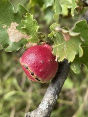 Andricus quercustozae