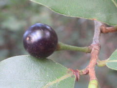 Lindera glauca