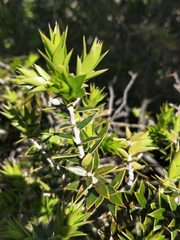 Melaleuca styphelioides
