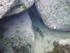 Aplodactylus lophodon